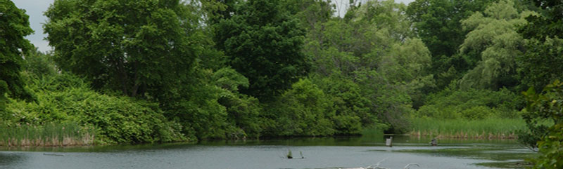 Moshassuck in Summer